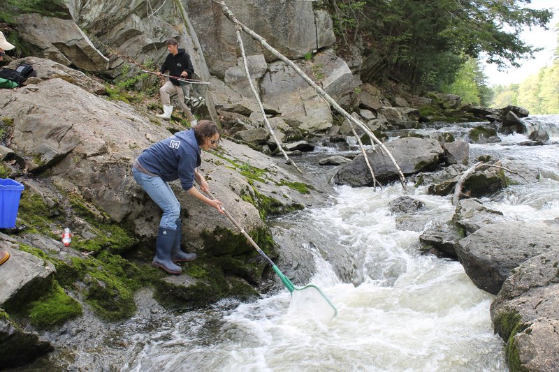 Researchers use nets to collect fish over a river rapid.