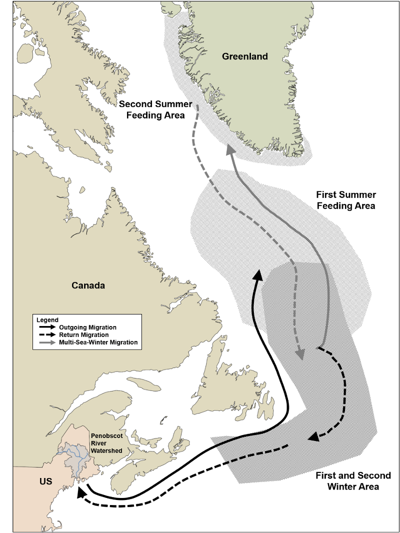 A map displaying the migration routes of Atlantic salmon.