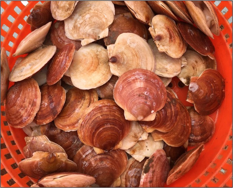 A bunch of pale white scallop sit in a red basket.