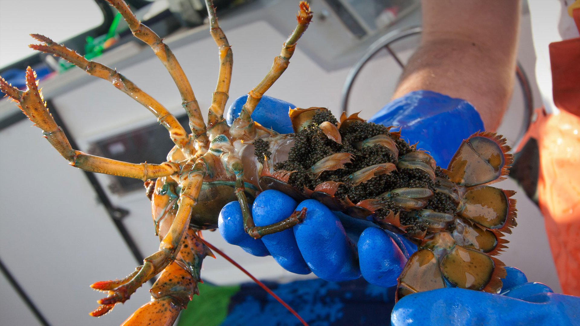 A gloved hand holds an egg-bearing lobster with its legs facing up towards the camera