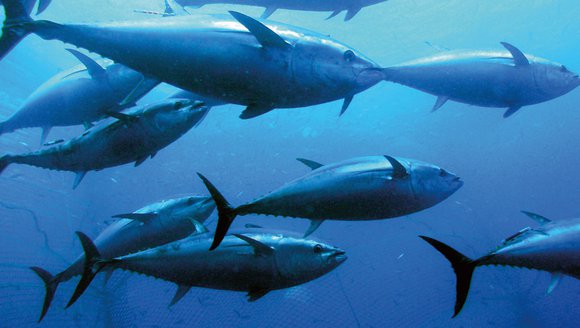 An underwater photo shows a group of bluefin tuna swimming to the right as a net appears behind them.