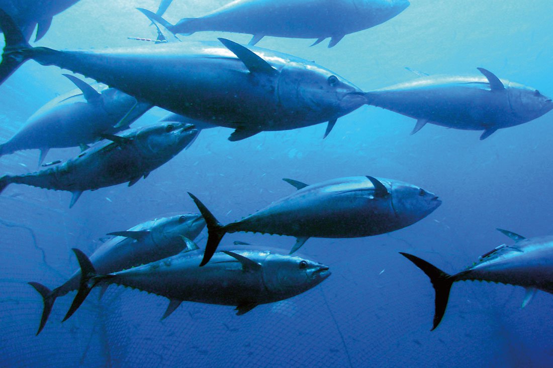 Understanding Bluefin Tuna Gulf of Maine Research Institute