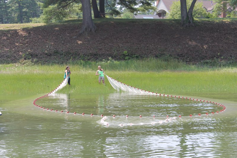 Two people reel in a big white seine net on a grassy beach.