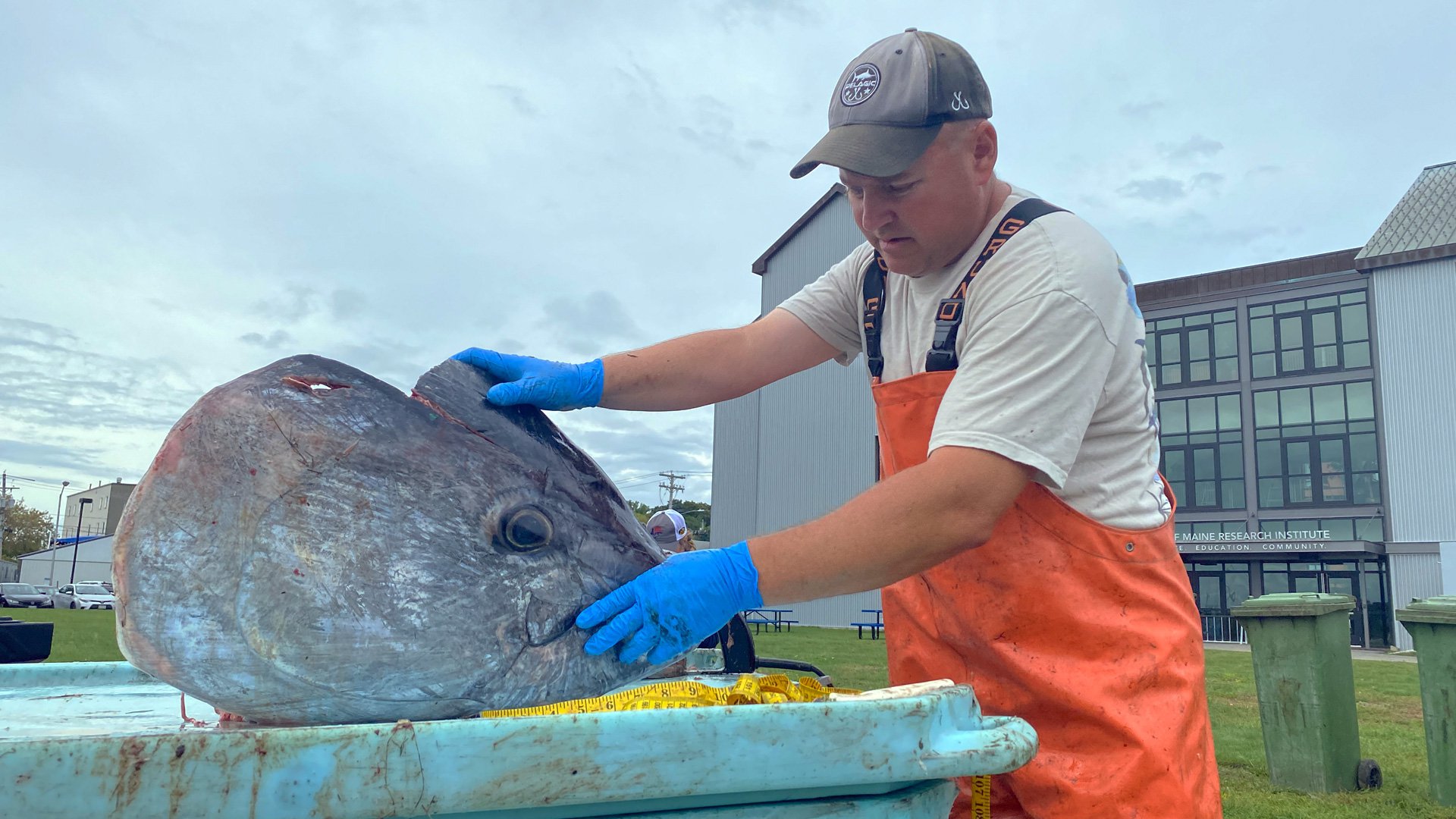 Walt Golet holds the severed head of a bluefin tuna before extracting the inner ear bone for chemical and physical analysis.