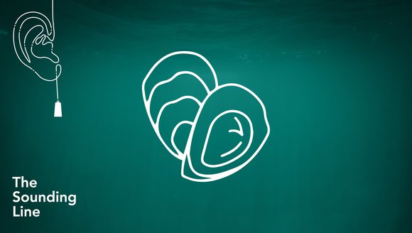 A teal background has white, line-drawn icons on top of it in the shape of oysters. In the top left, there is a line-drawn icon in the shape of a ear lobe, and the words "The Sounding Line" appear in white at the bottom left.