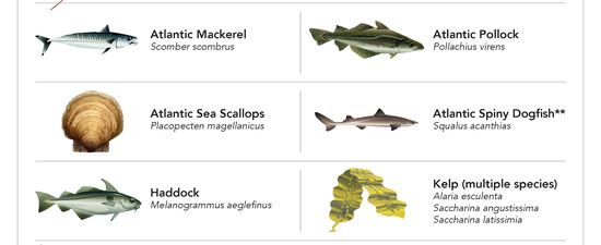 a pdf preview image of the verified species list